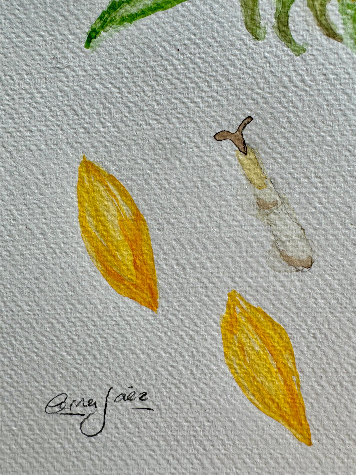 Anatomía del girasol | Sunflower anatomy