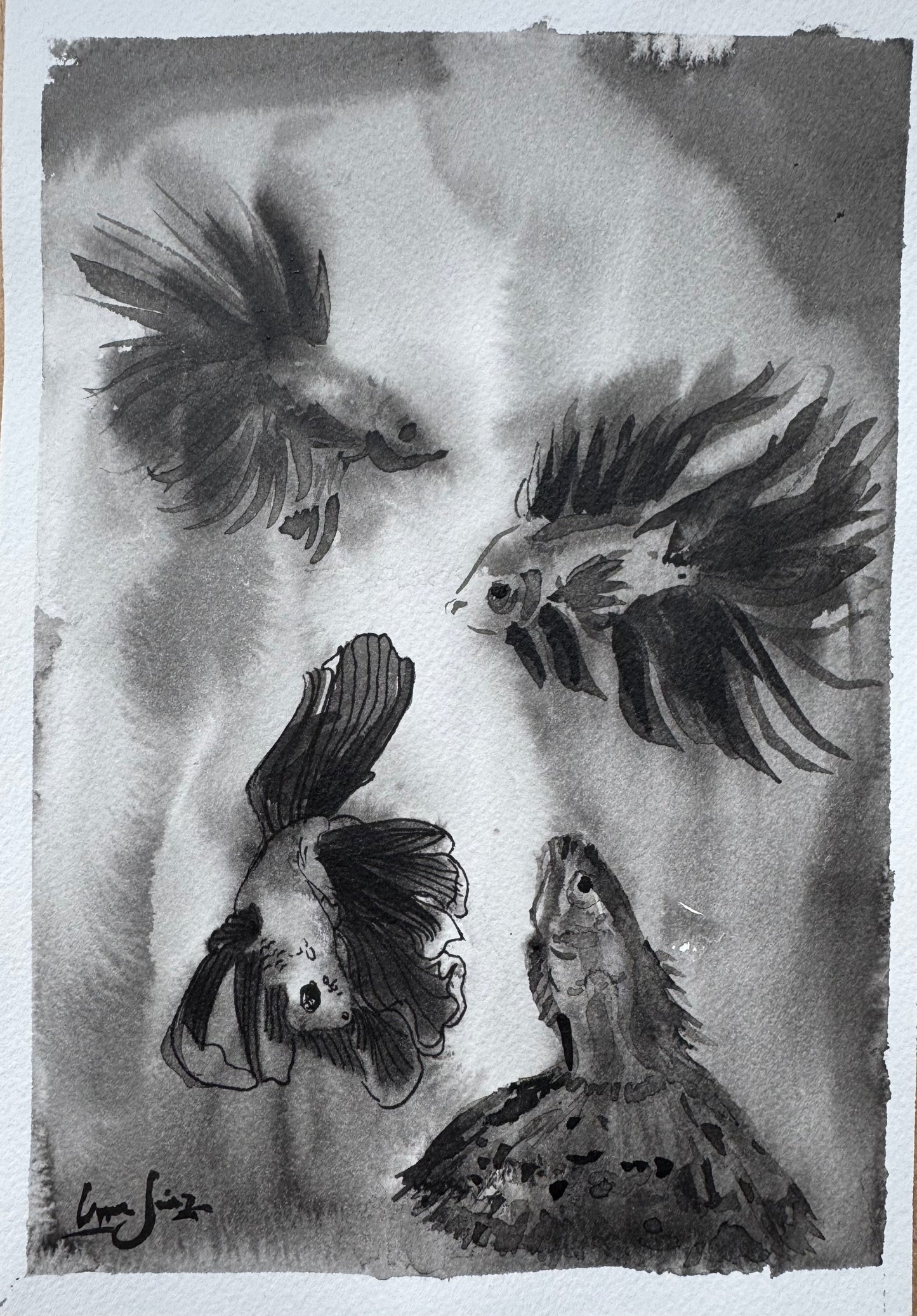 Turbio — Danza de los Peces Betta