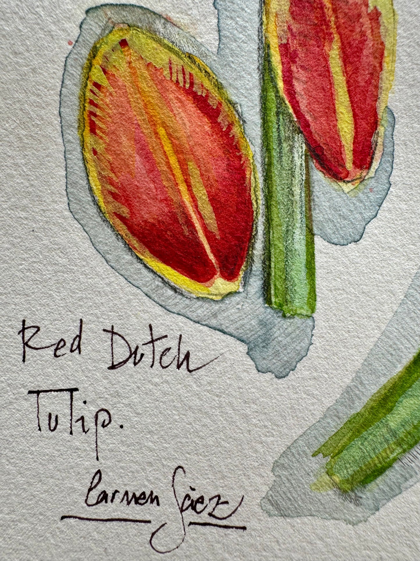 Delicacy in tulips | Delicacy in tulips