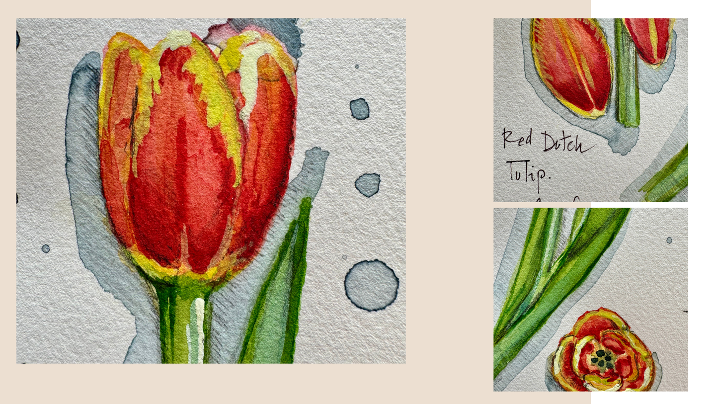 Delicacy in tulips | Delicacy in tulips