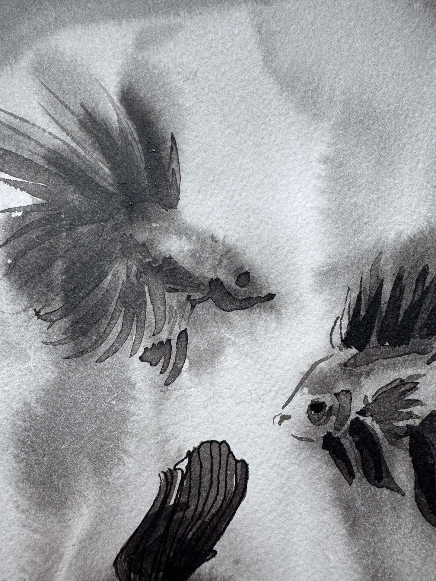 Turbio — Danza de los Peces Betta