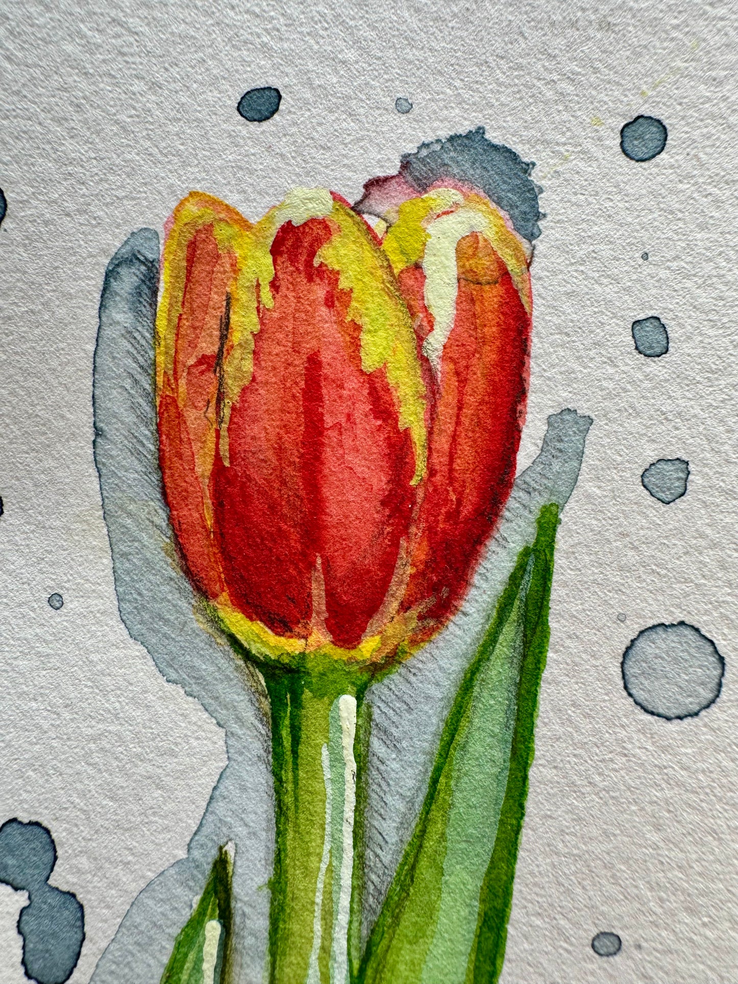 Delicacy in tulips | Delicacy in tulips