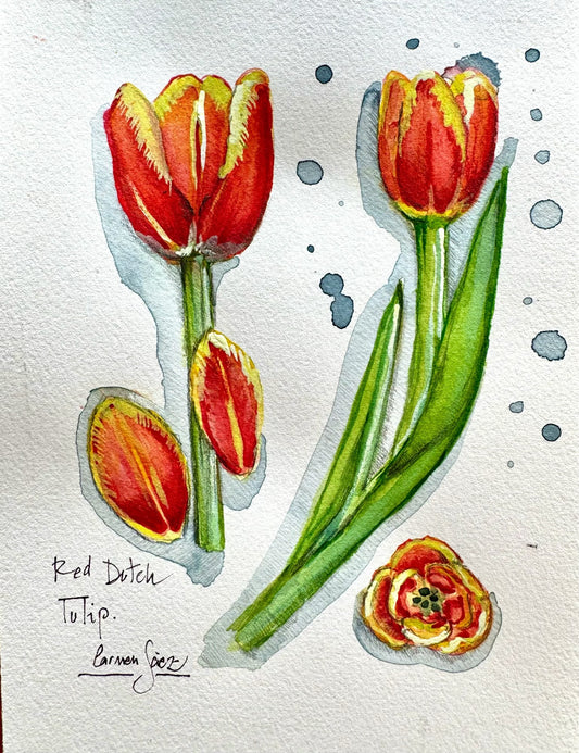 Delicacy in tulips | Delicacy in tulips