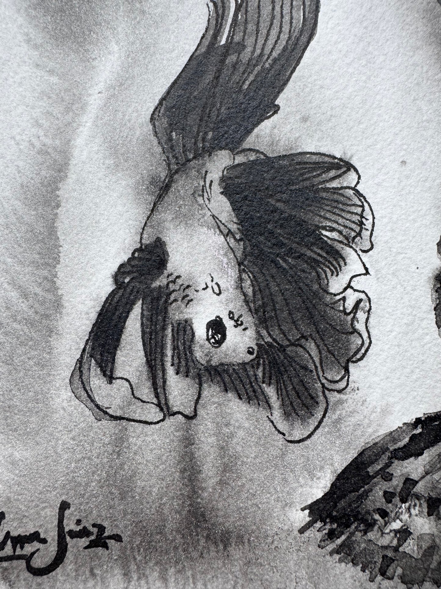 Turbio — Danza de los Peces Betta